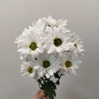 Хризантема (ромашка) 