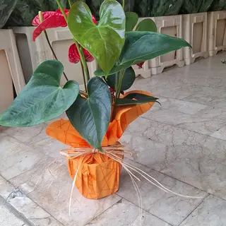 Anthurium 
