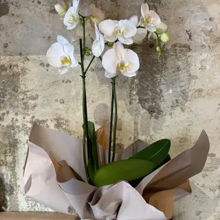 Orchidea bianca