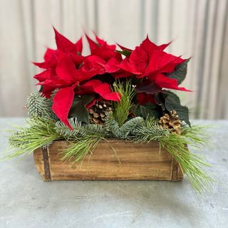 CONJUNTO DE DE FLORES DE PASCUA