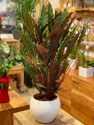 Calathea Cerámica
