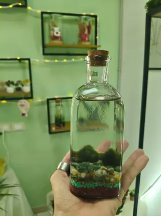 Marimo bottiglietta medio
