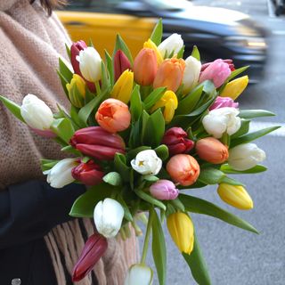 "JOIE"  DE TULIPANES 20/30/40 tallos