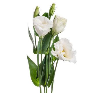 Еустома біла 