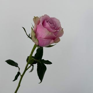 Троянда "Пінк Атена Роял", 1 шт