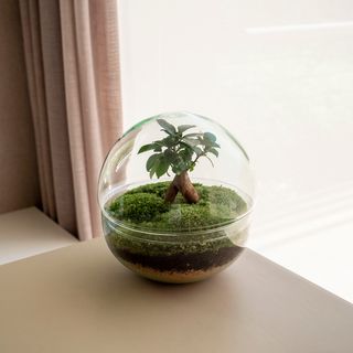 Oasis Mini - Jardín En Un Bol