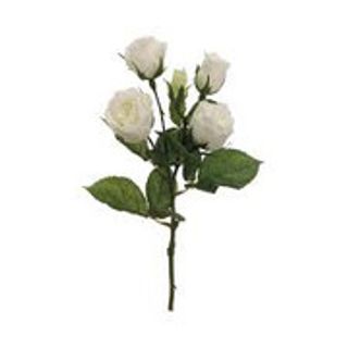 5 ROSE BIANCHE