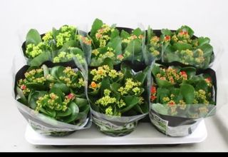 Kalandiva colori disponibilità del momento