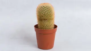 Kaktus mali