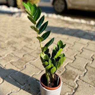 Замиокулкас (приблизителна височина 45-50см)