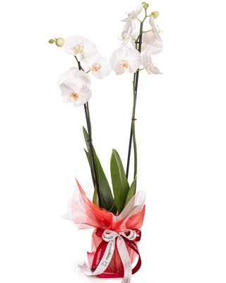 Orhidee Phalaenopsis albă