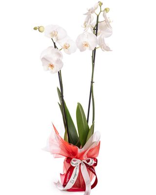 Orhidee Phalaenopsis albă