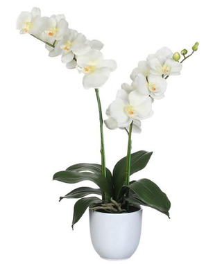 Orchidea bianca