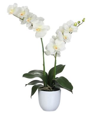 Orchidea bianca