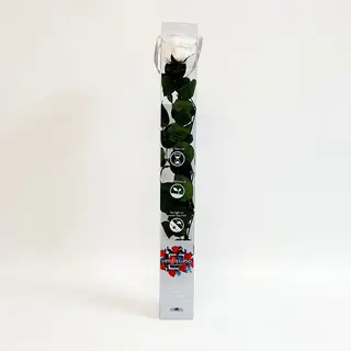 Una Rosa Blanca Preservada