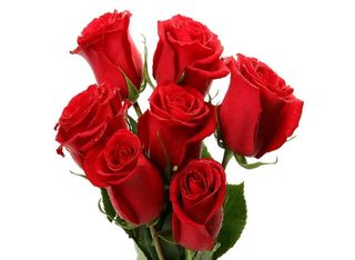 7 Рози, червени | 1 pieces