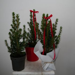 Ялинка коніка 40 см