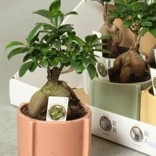 Bonsái ficus tamaño mediano