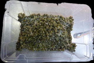 Capperi sotto sale 100 g