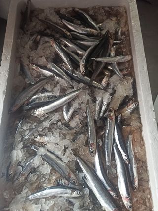 Boquerones fritos