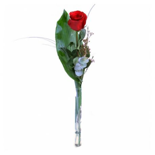 Rosa Roja preparada y jarrón 