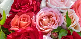 10 rose colorate