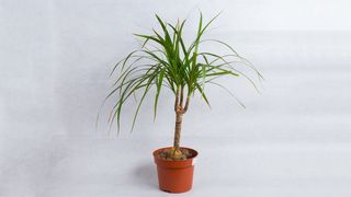 Dracena mala