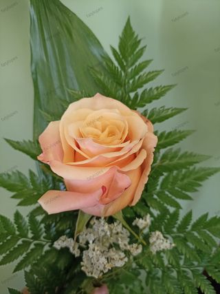 Rosa Amor Salmão