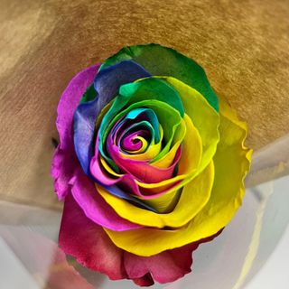 Rosa Arcoiris