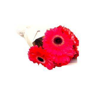 Gerberas Vermelhas