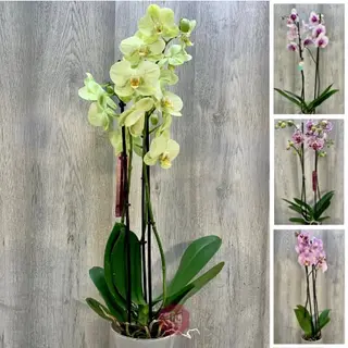Orquídea de Color