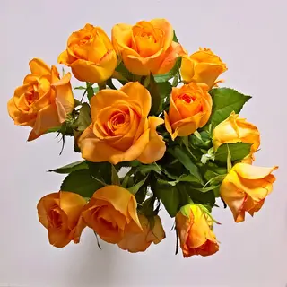 12 rose jaune et rouge signification