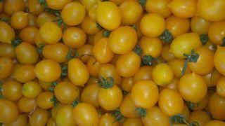 Pomodorini gialli 1kg