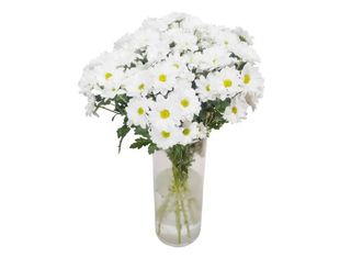 11 Хризантеми, Бели | 1 pieces