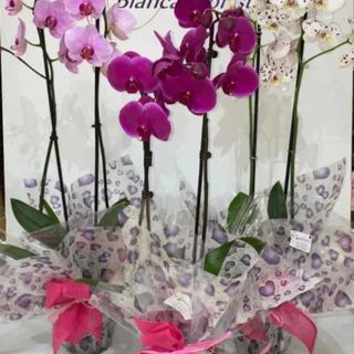 Orquídea (color aleatorio "sorpresa") sin macetero.