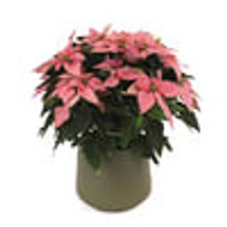 Poinsettia Rosa, Flor de Pascua