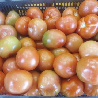 Tomaquet amanida caramba 1 kg aprox producció local