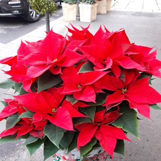 Stella di natale grande grande 