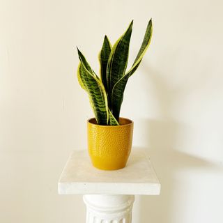 Sansevieria