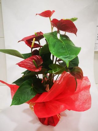 Anthurium Envuelto Para Regalo