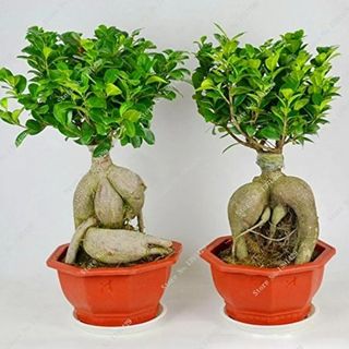 Bonsai ficus microcarpa