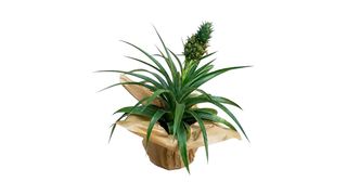 Ananas