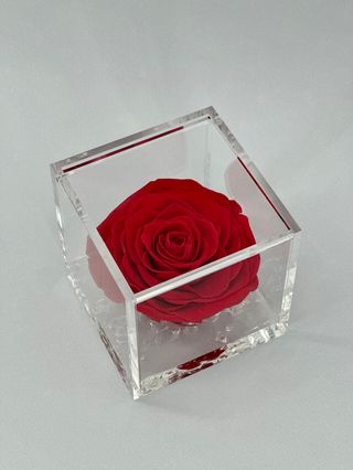 Rosa Roja Preservada perfumada  6X6 CM 