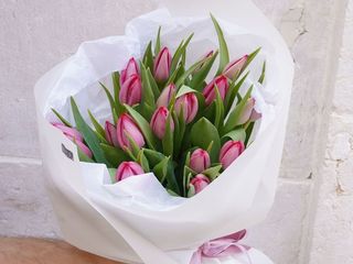 Pink Tulips