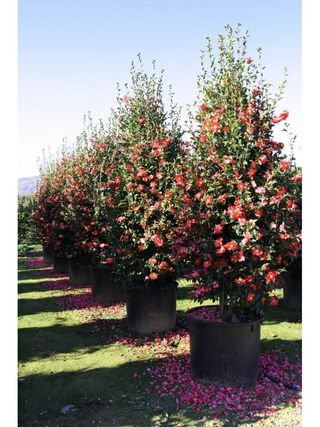 Camelia grande