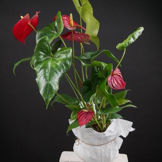 антуріум королівський 