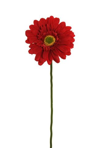 Gerbera un pezzo