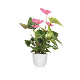 Anthurium Rosa