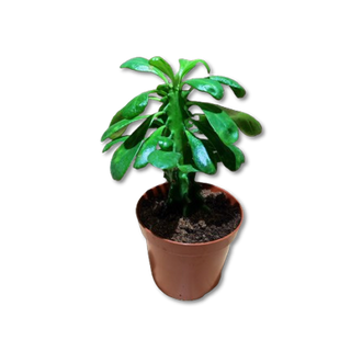 Euphorbia undulatifolia 1 Ud.