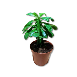 Euphorbia undulatifolia 1 Ud.